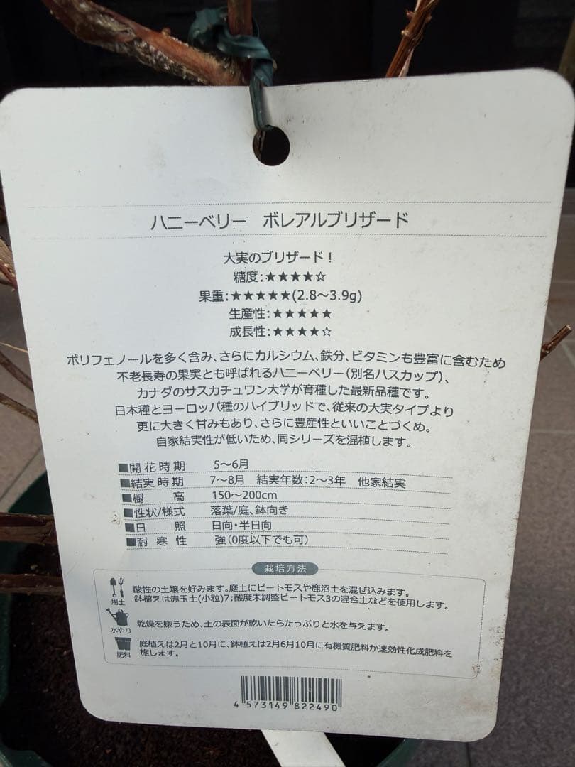 ハニーベリー苗木　鉢ごと発送