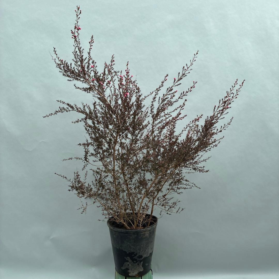 ギョリュウバイ　八重ピンク