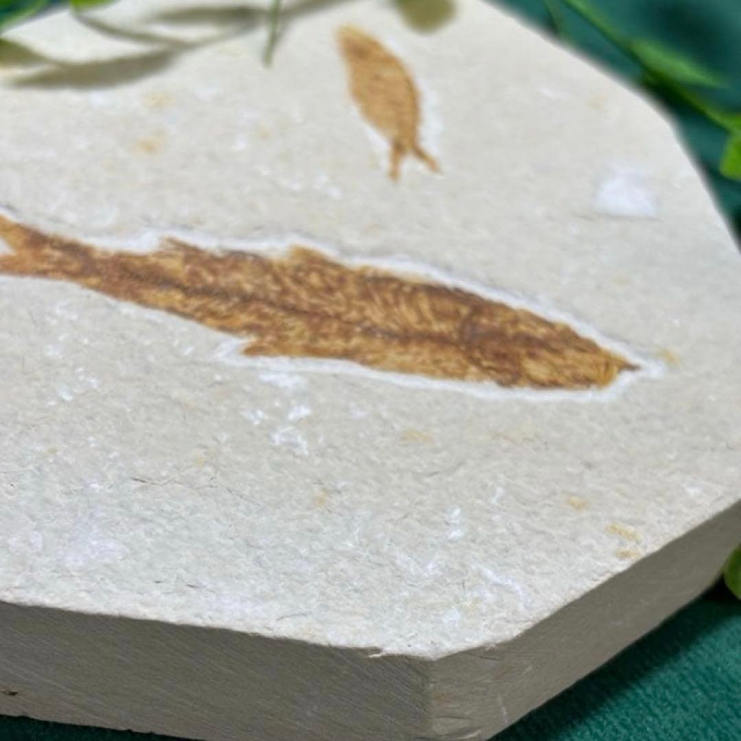 魚の化石　本物