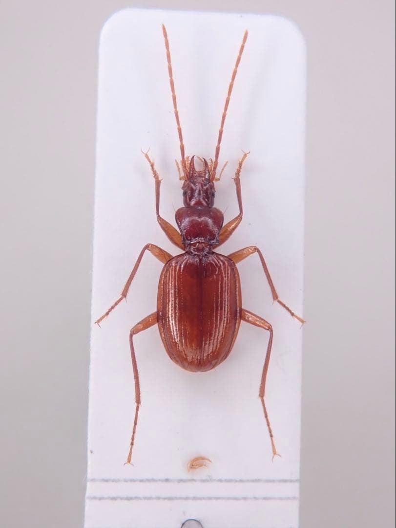 タカオチビゴミムシ