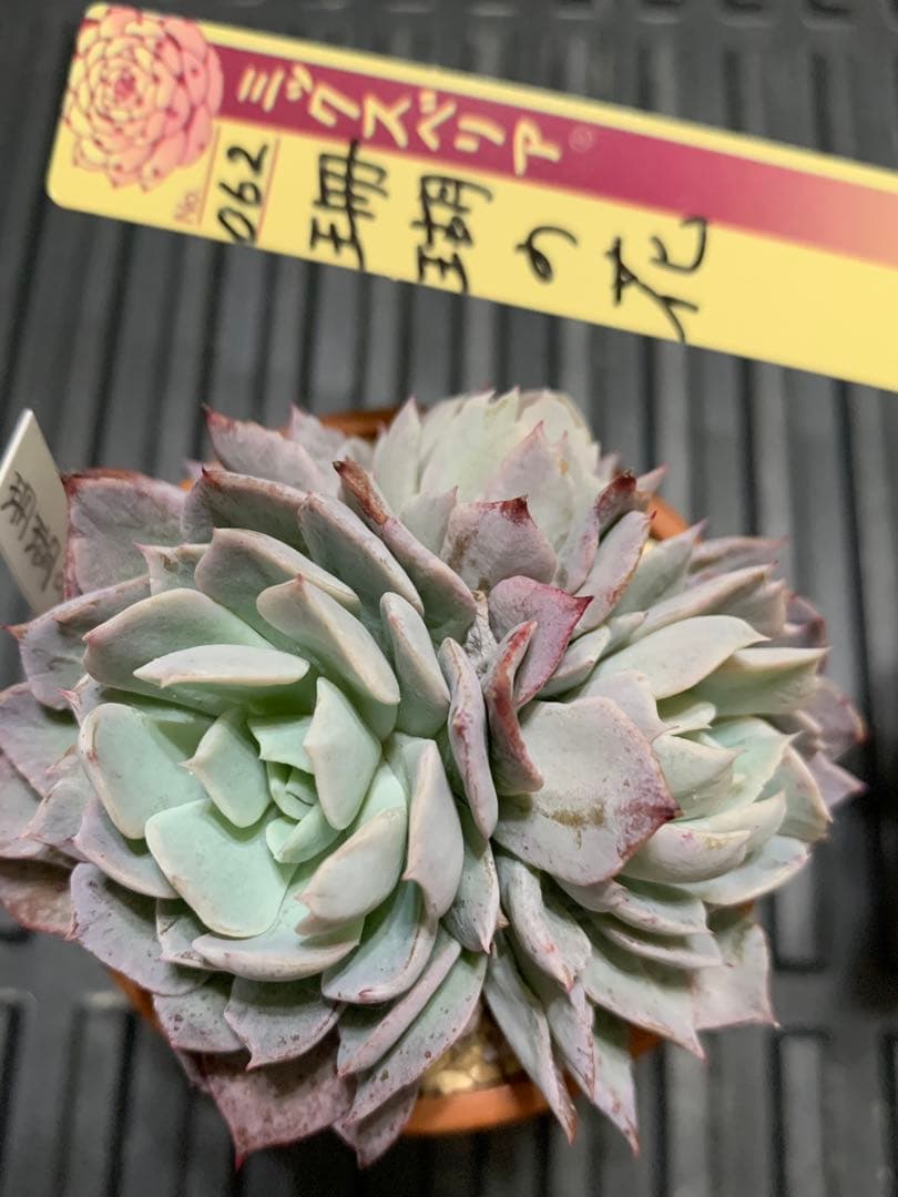 珊瑚の花　札付き　3頭　ミックスベリア　おらいさん