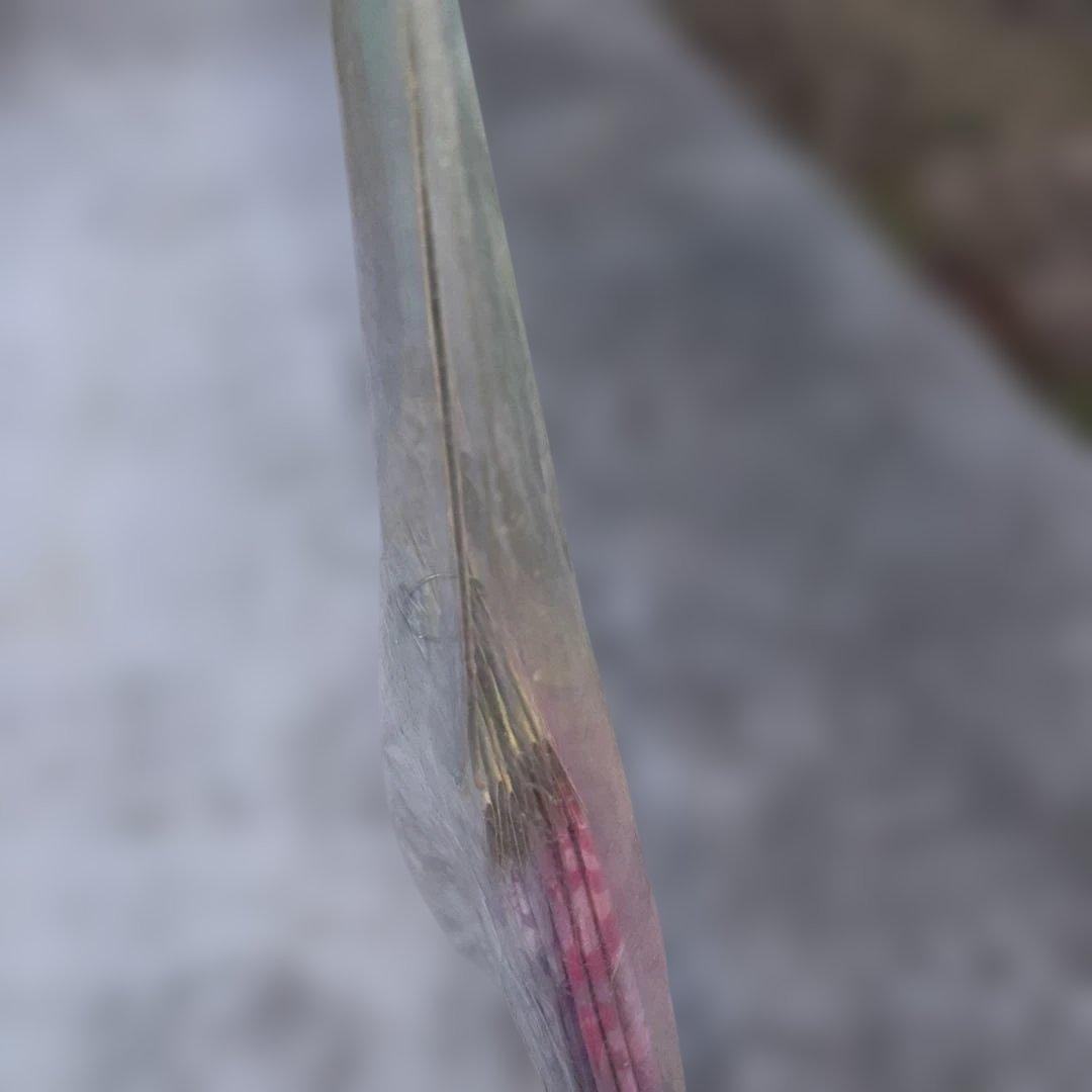 昭和レトロベンリー袋