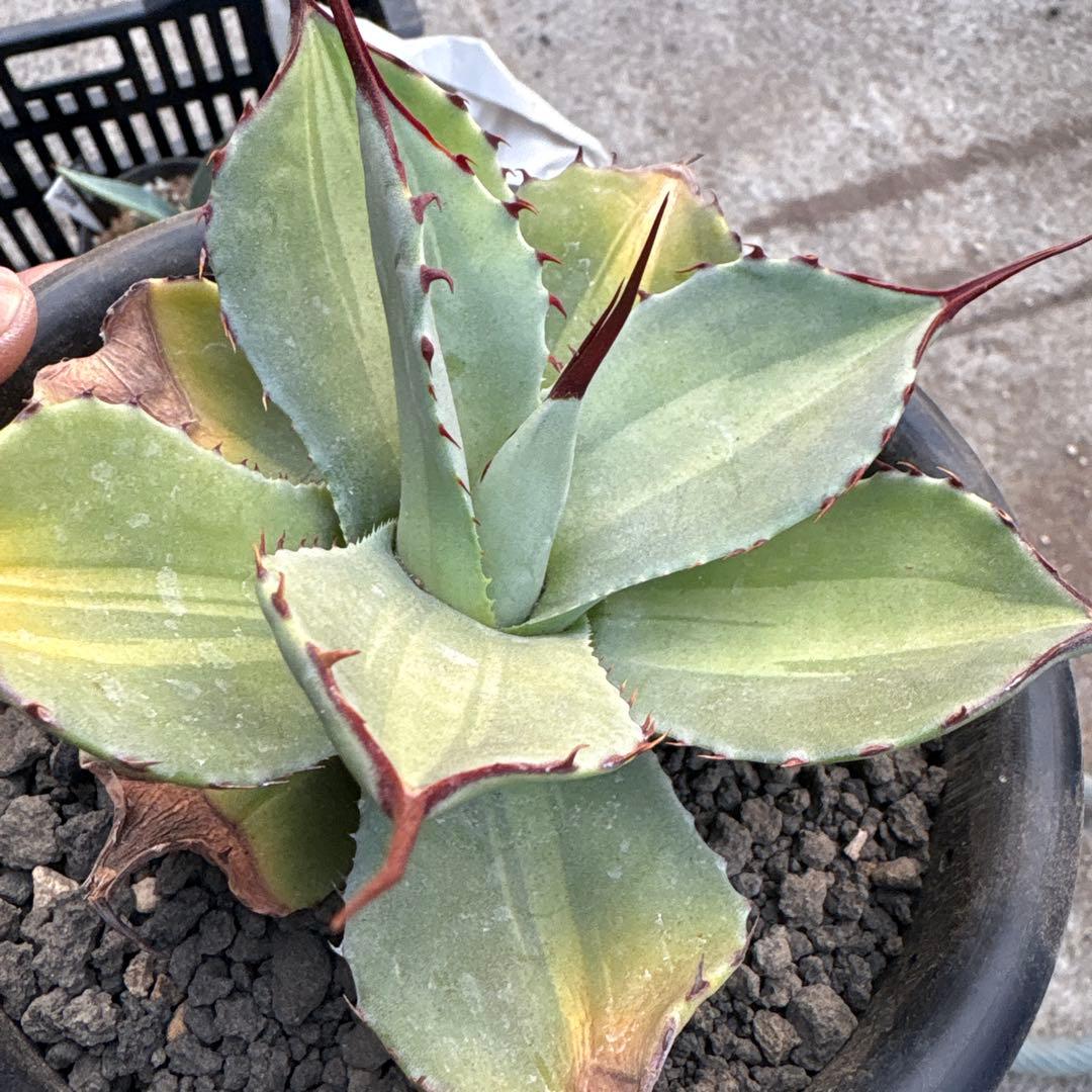 パリートランカータ　ジャックポット　中斑