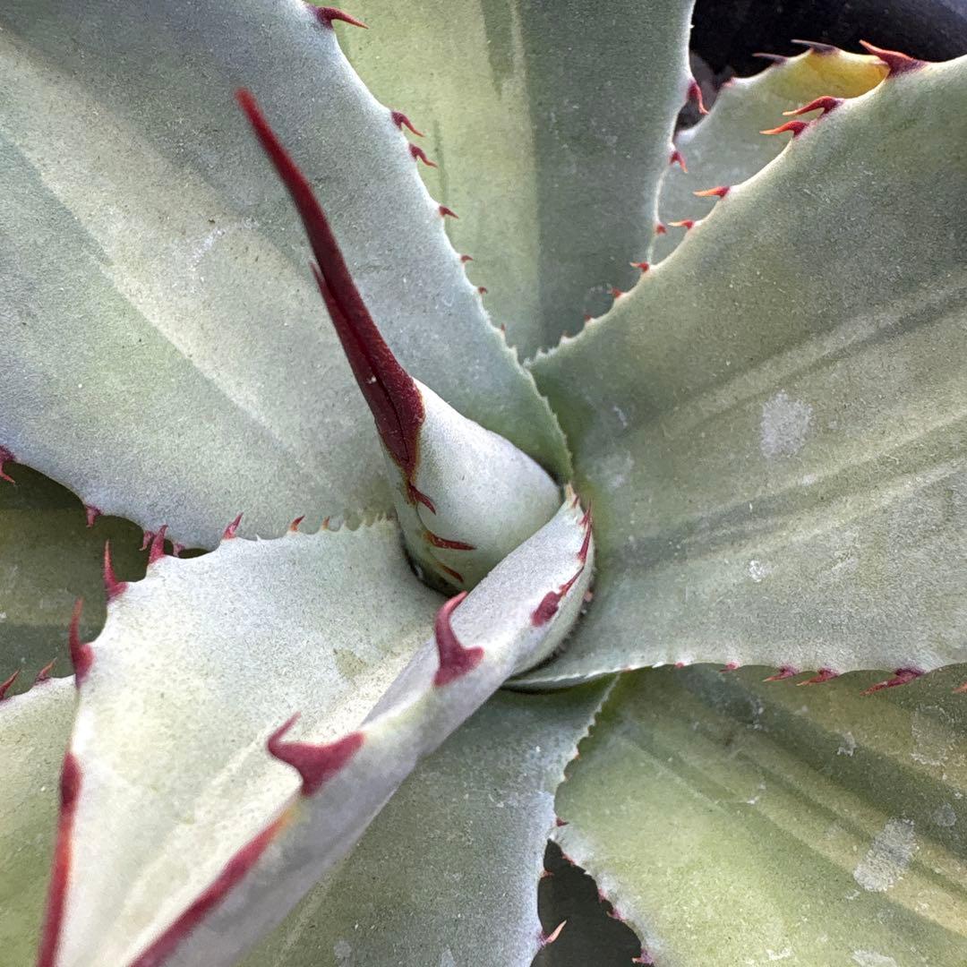 パリートランカータ　ジャックポット　中斑