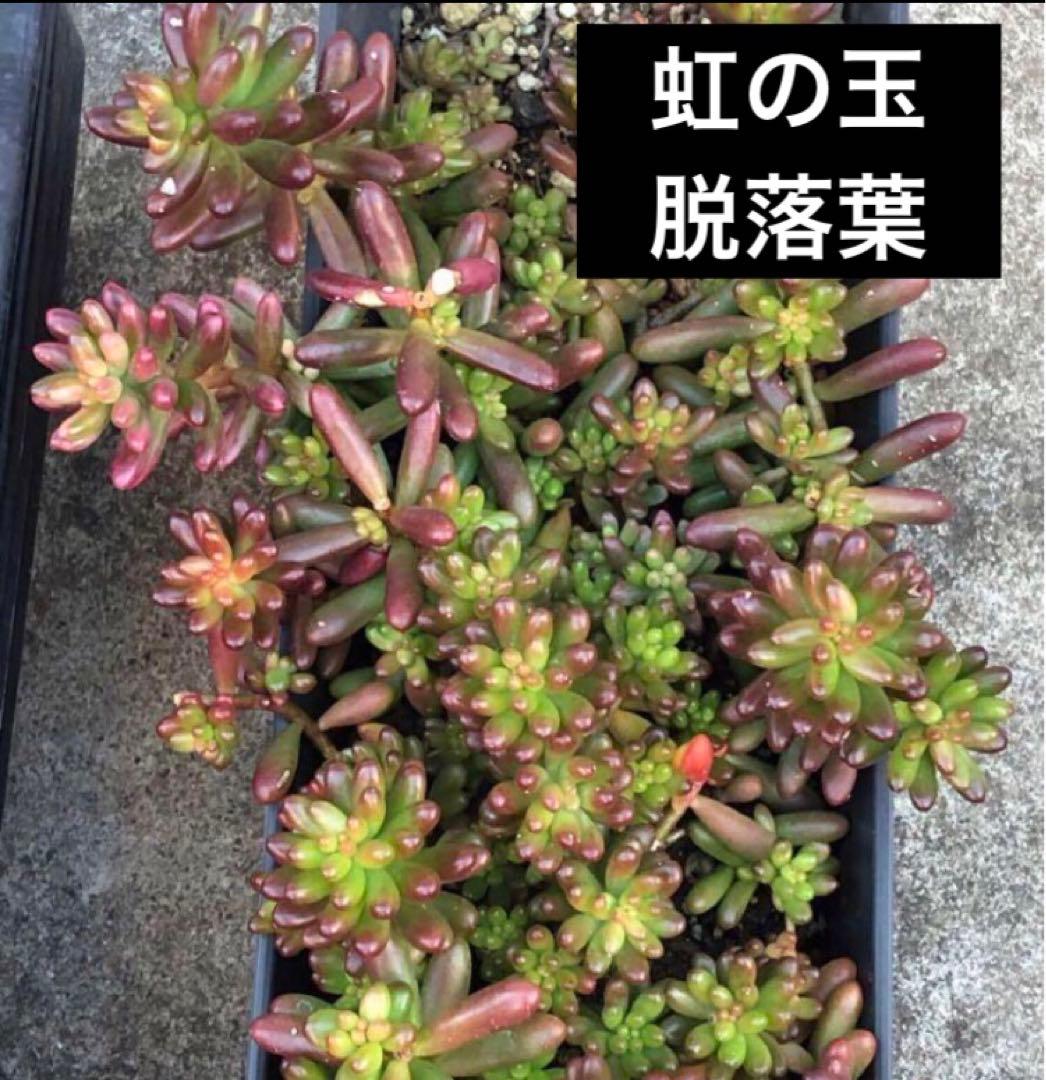 匿名配送　虹の玉　脱落葉50個