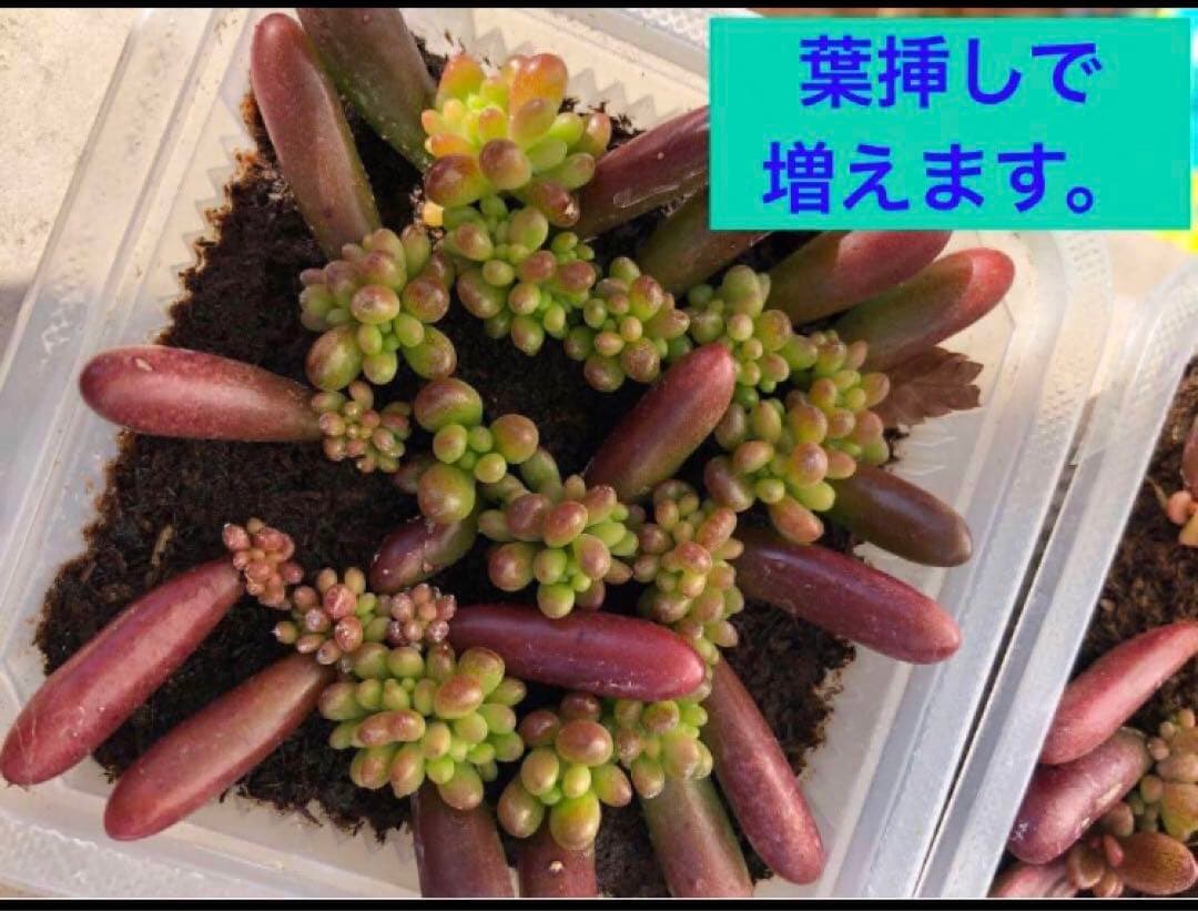 匿名配送　虹の玉　脱落葉50個