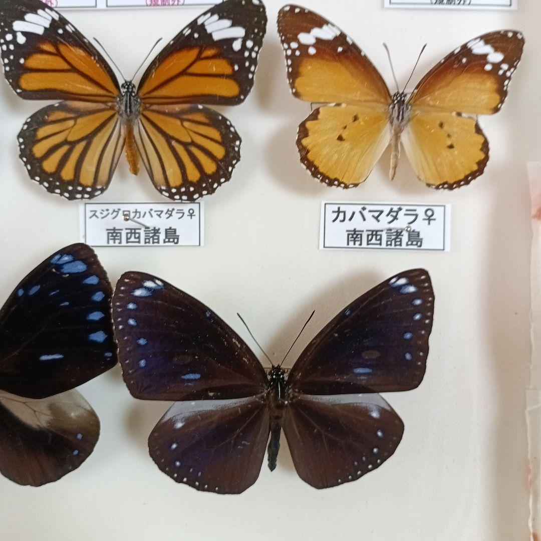 南西諸島の特産蝶47種＝希少フタオチョウ♂♀完品・コノハチョウを含む