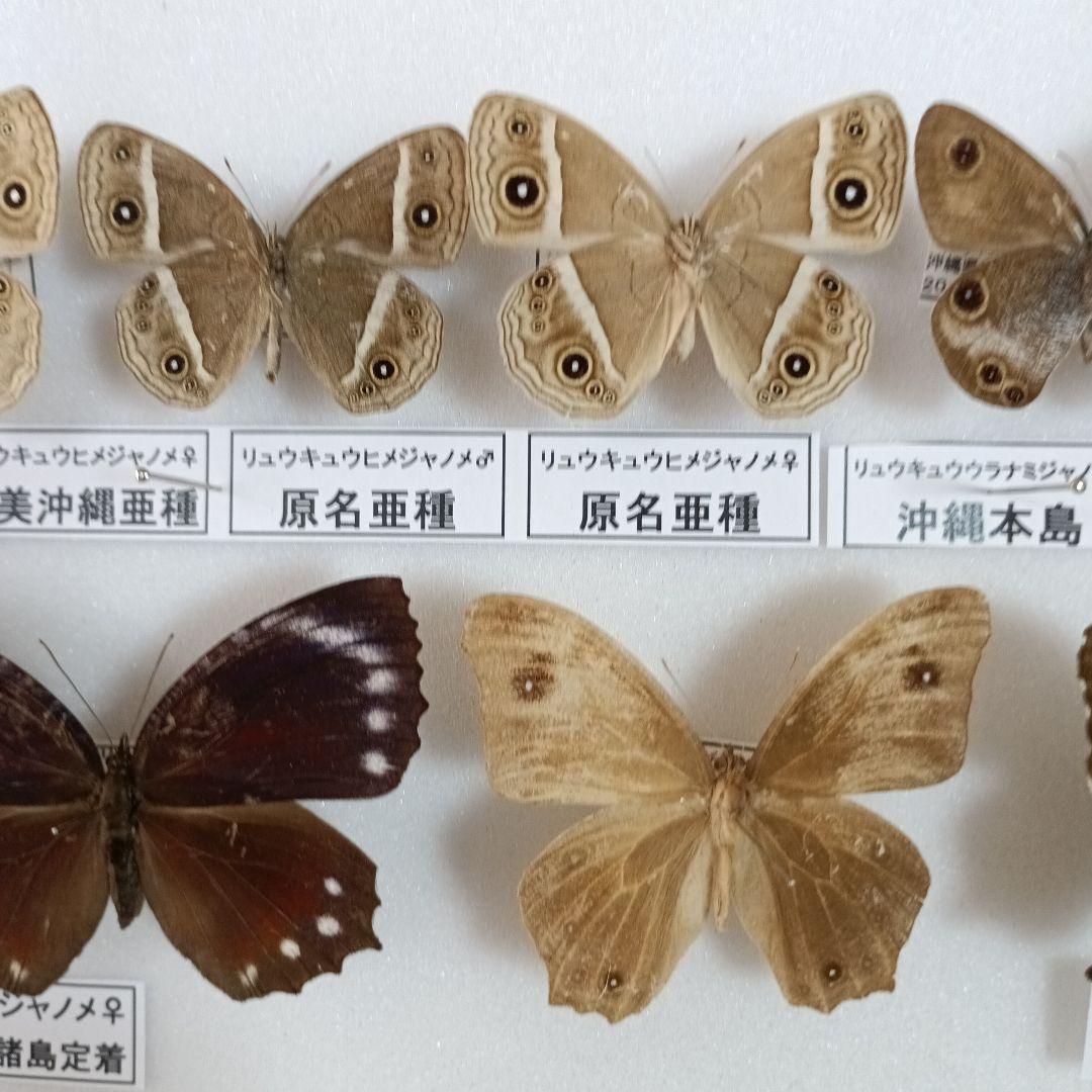 南西諸島の特産蝶47種＝希少フタオチョウ♂♀完品・コノハチョウを含む