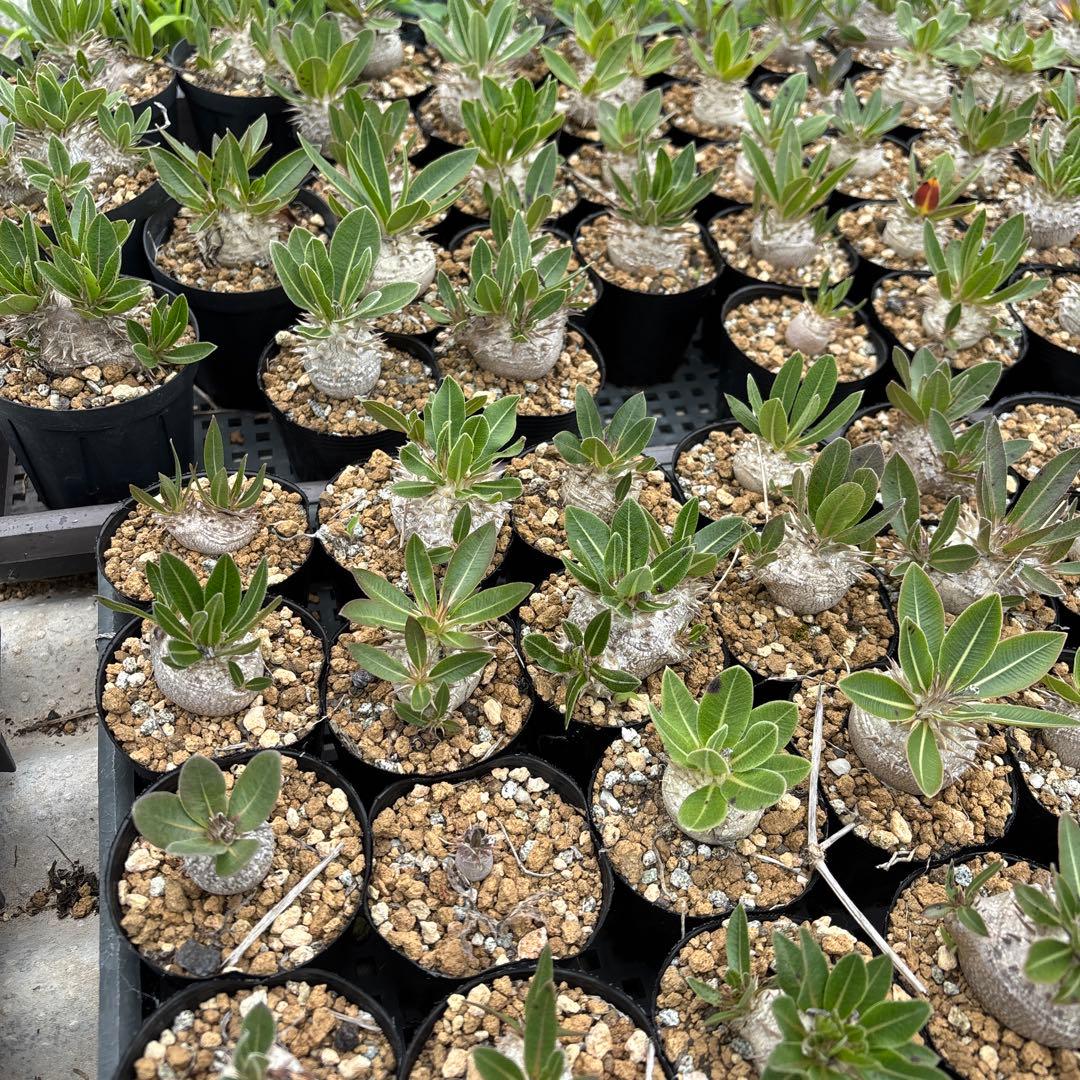 BARREAL様パキポディウム　恵比寿大黒　150株セット