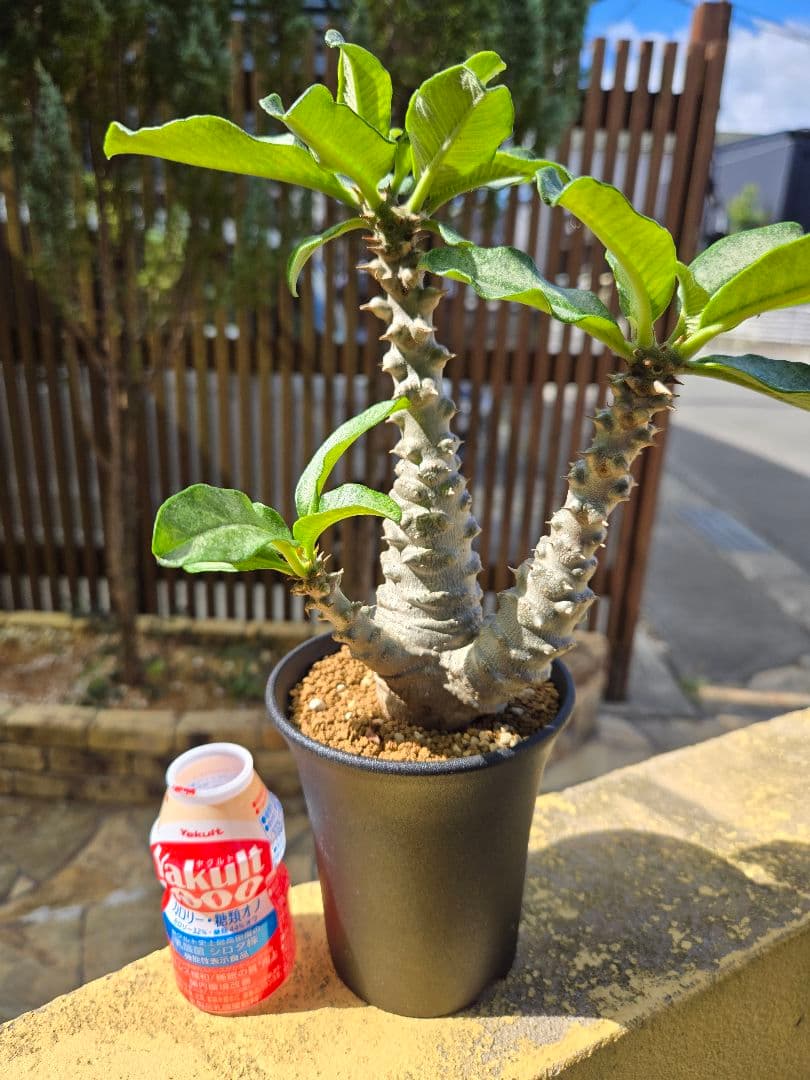 パキポディウムウィンゾリー