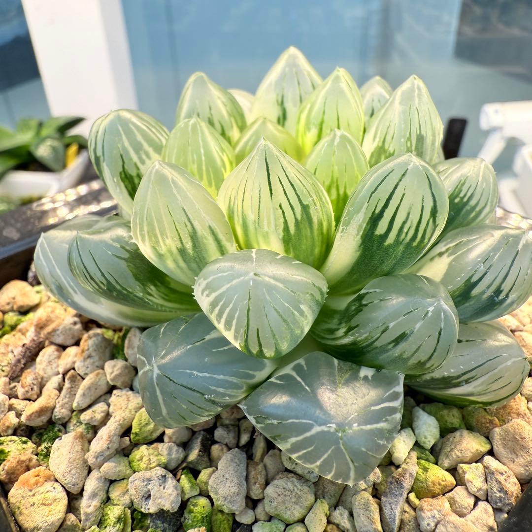 多肉植物 ハオルチア 紫王オブツーサ錦 大型種 11cm鉢