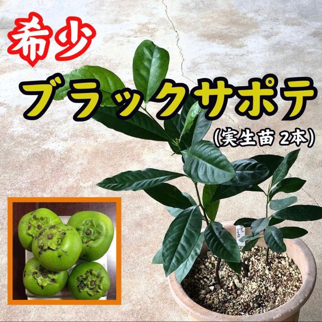 希少果樹【ブラックサポテ】２本(1鉢) 実生苗木