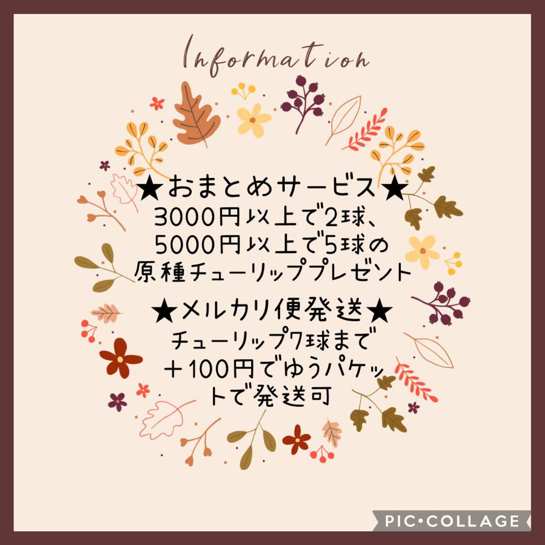 【球根】アンジェリケ　5球　ピンク　八重咲き