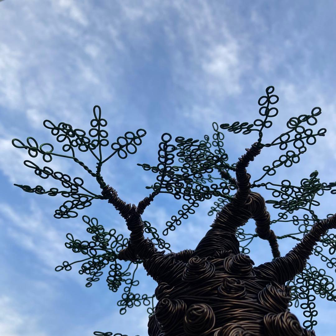 オペルクリカリア パキプス ワイヤーアート