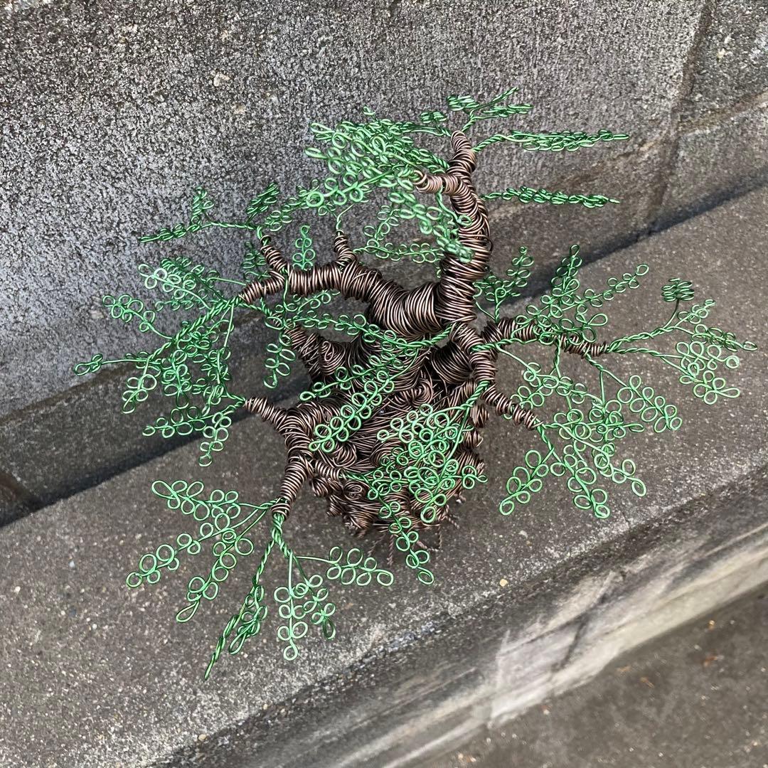 オペルクリカリア パキプス ワイヤーアート