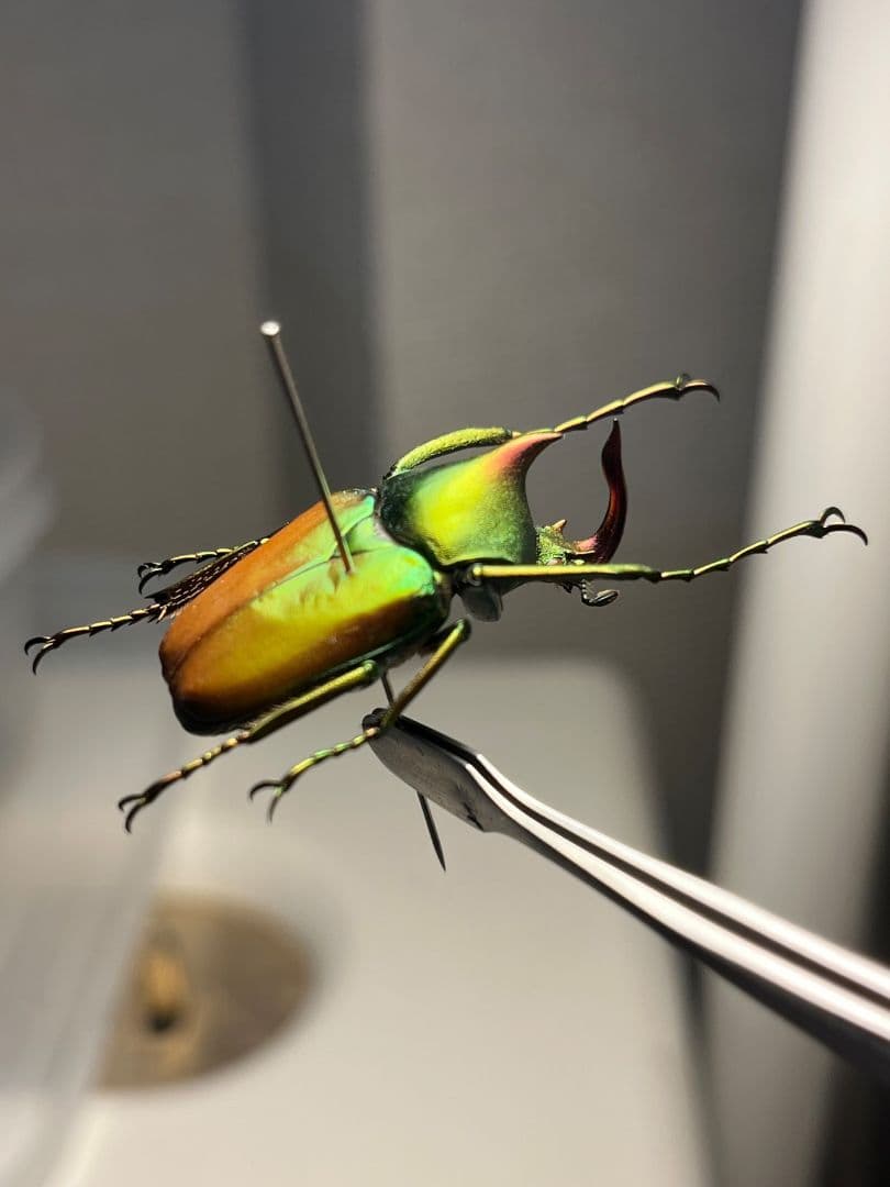 【30mm】ロドリゲスカブトハナムグリ コガネムシ プラチナコガネ カナブン