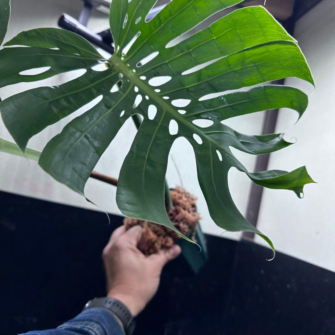 モンステラデリシオーサマクロコズム超希少系統鉢植え72㎝