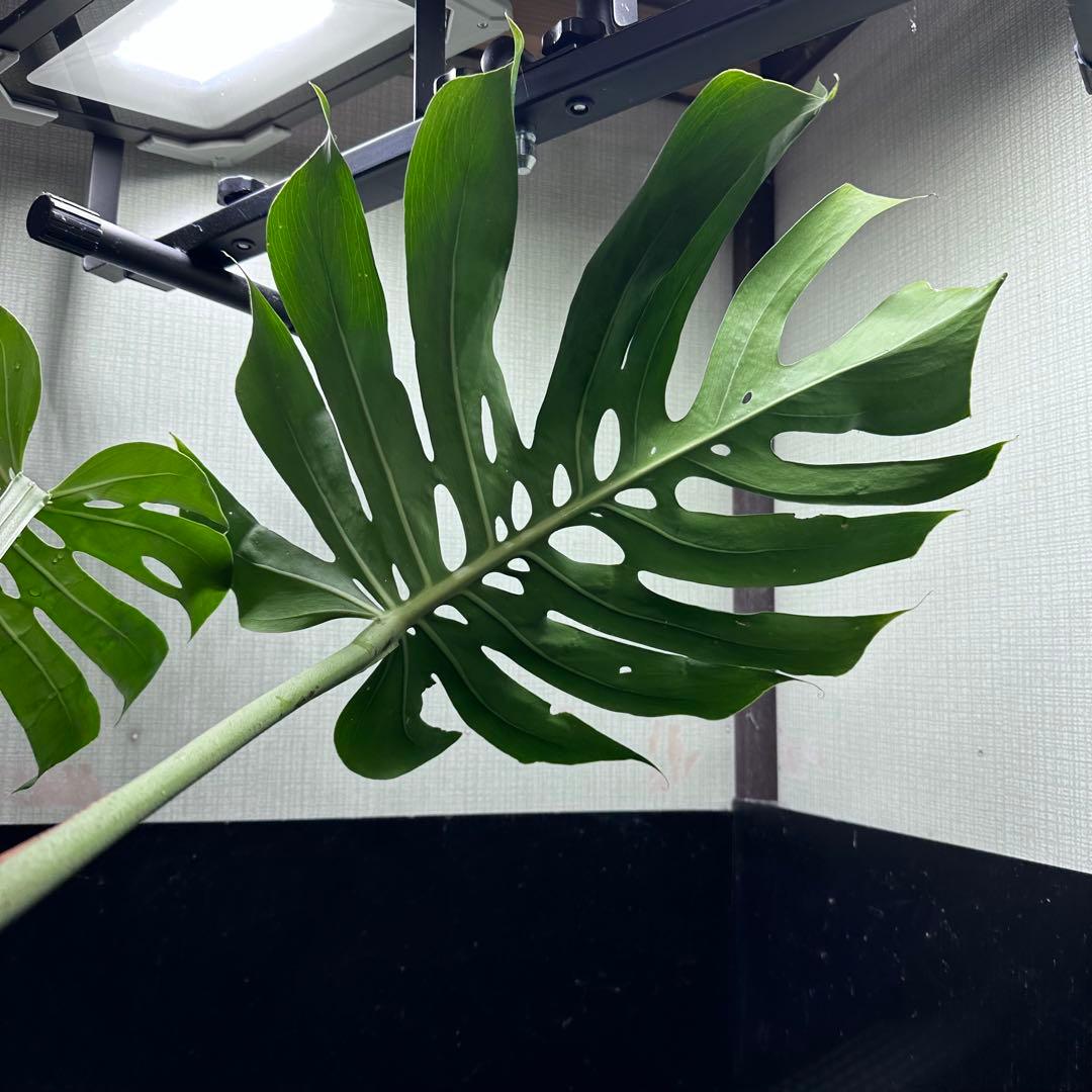 モンステラデリシオーサマクロコズム超希少系統鉢植え72㎝