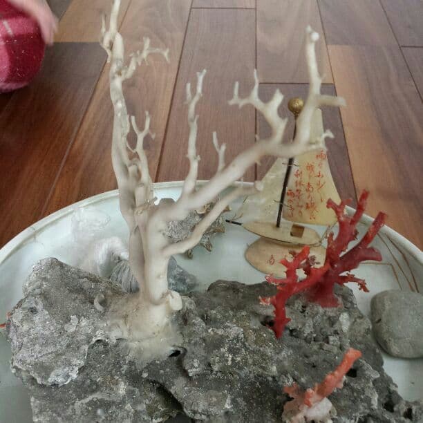白珊瑚と血赤珊瑚　原木