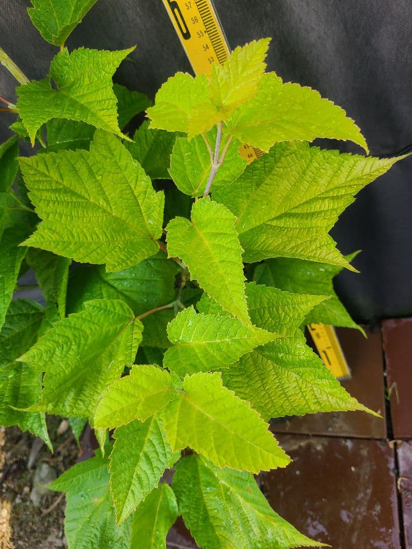 超希少ウリハダカエデ「メタリックゴールド」接木7号ポット苗