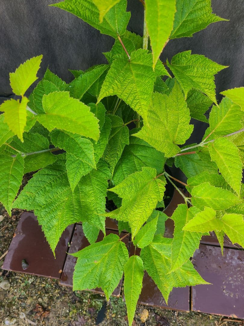 超希少ウリハダカエデ「メタリックゴールド」接木7号ポット苗