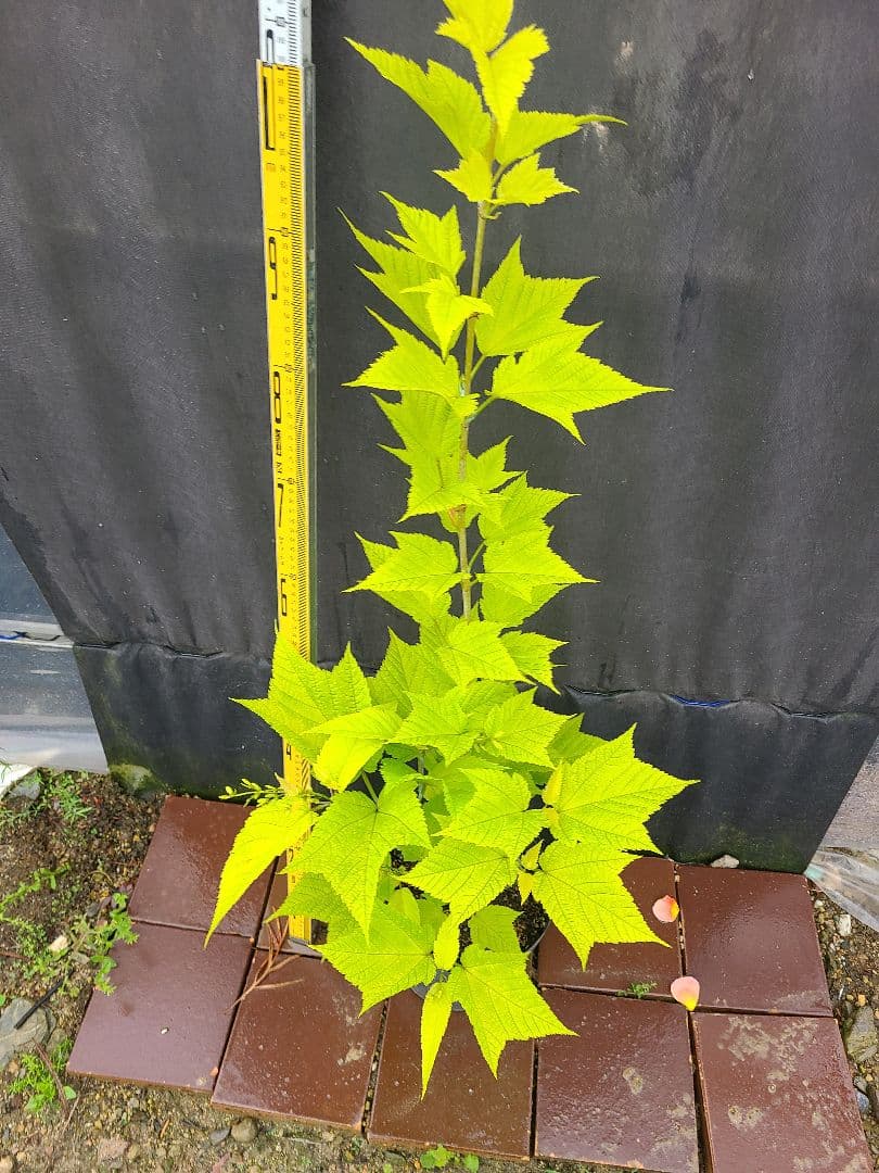 超希少ウリハダカエデ「メタリックゴールド」接木7号ポット苗