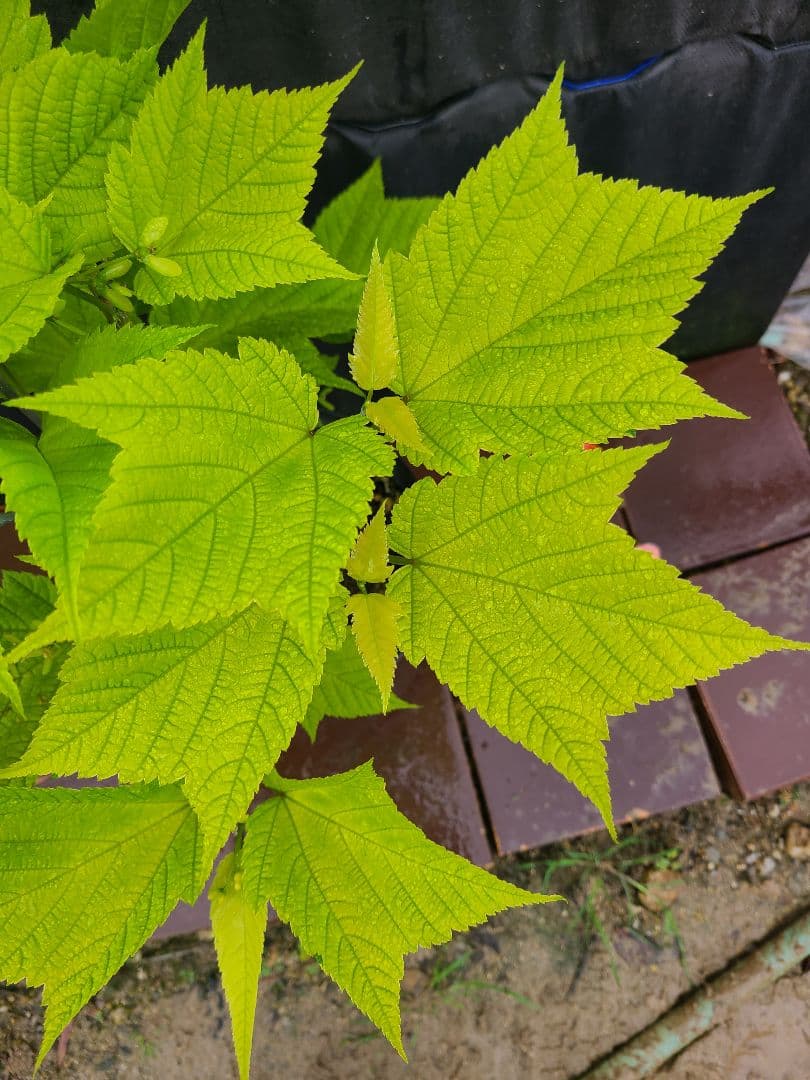 超希少ウリハダカエデ「メタリックゴールド」接木7号ポット苗