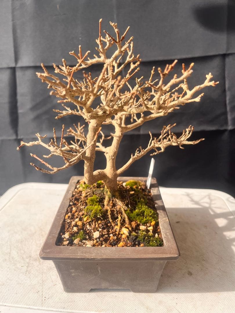 ニオイ楓盆栽 10%OFF‼️