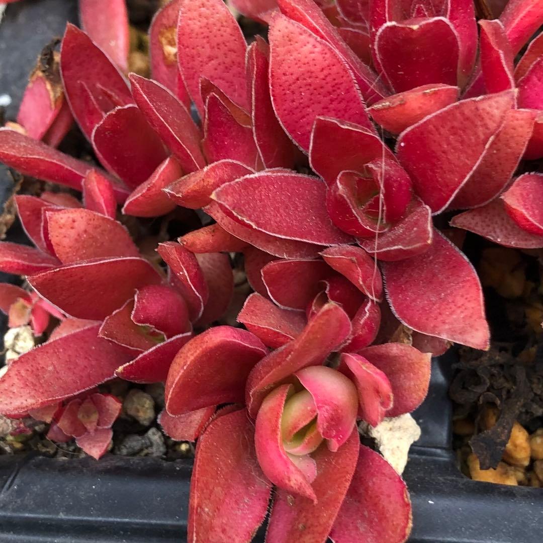 専用‼︎多肉植物^o^  カクレイ