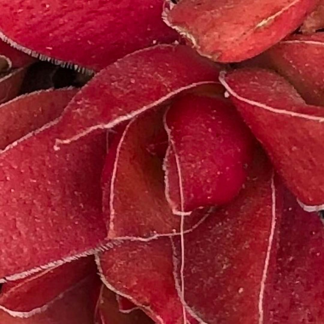 専用‼︎多肉植物^o^  カクレイ