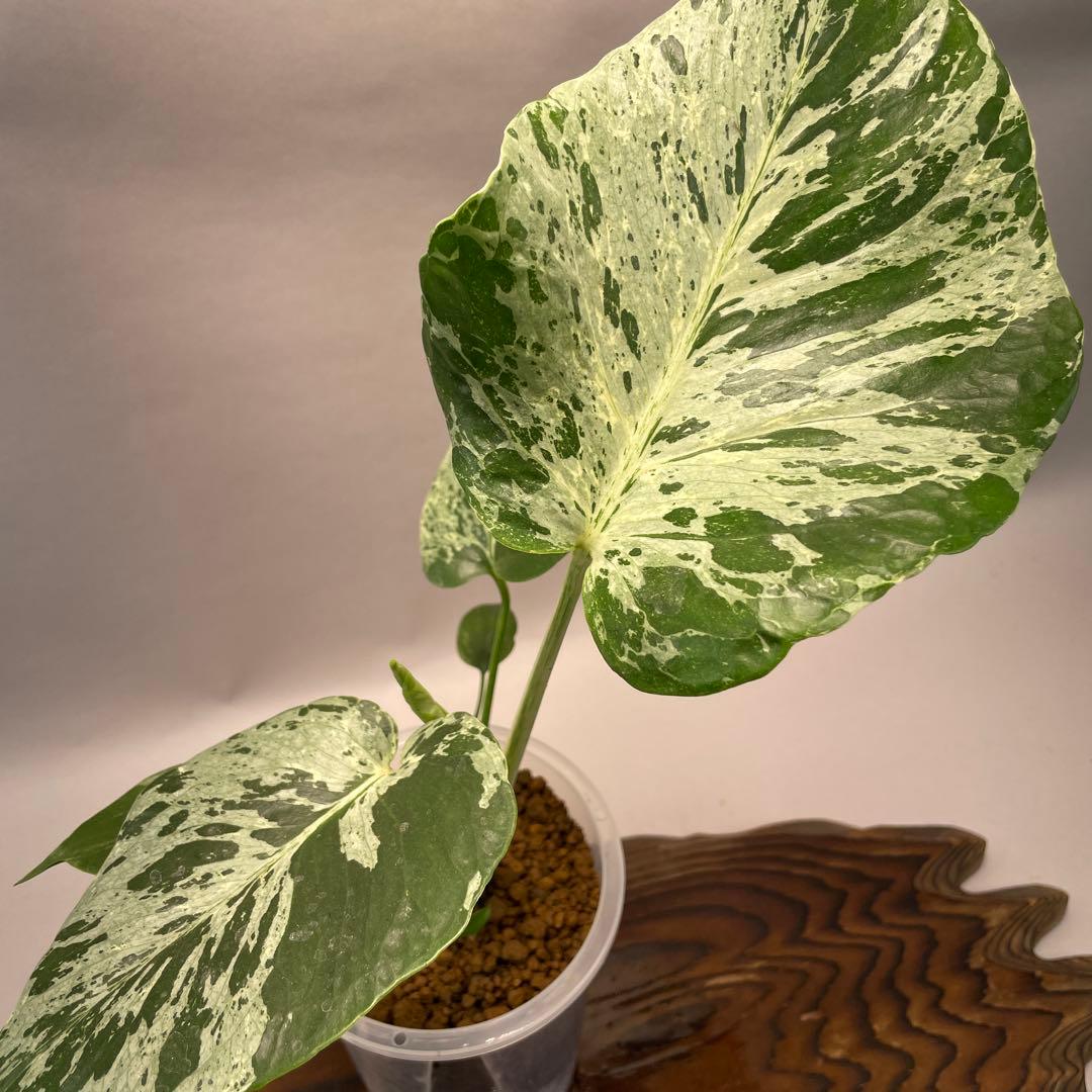 え*す様 lsw704品種保証！Bulbasaurモンステラ・フシギダネ順化済み