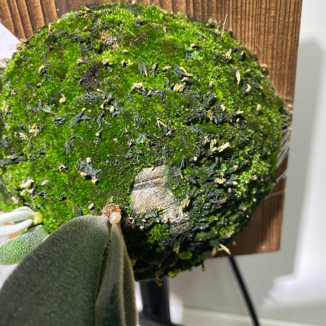 ビカクシダP.willinckii Polaris ポラリス子株#4 【子株付】