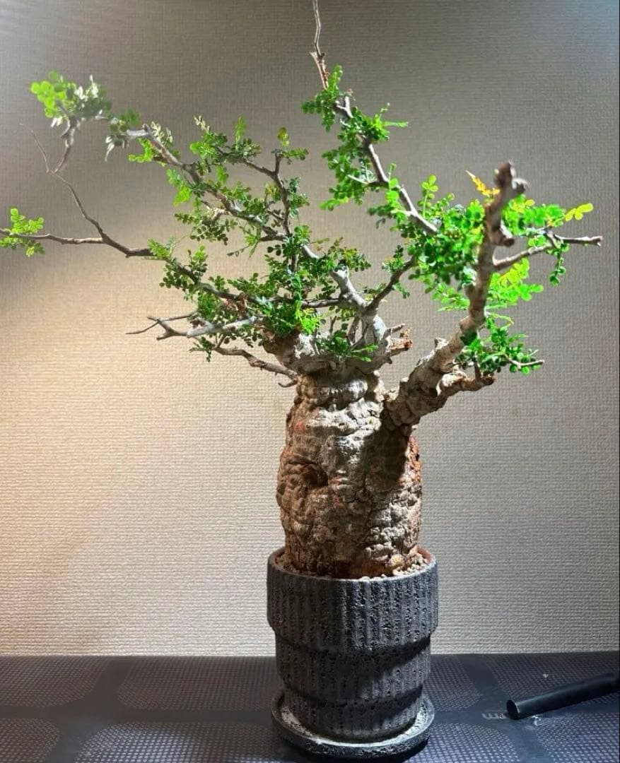 オペルクリカリア・パキプス コレクション株