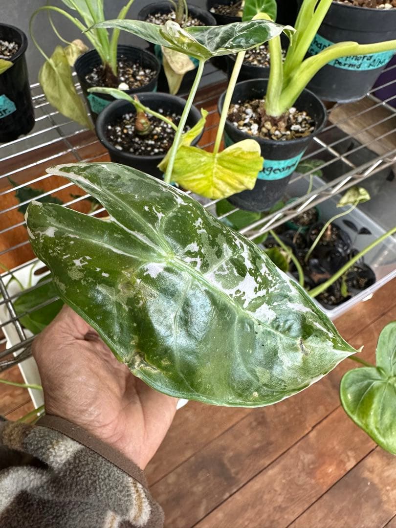 Alocasia longiloba black pink var.黒×ピンク