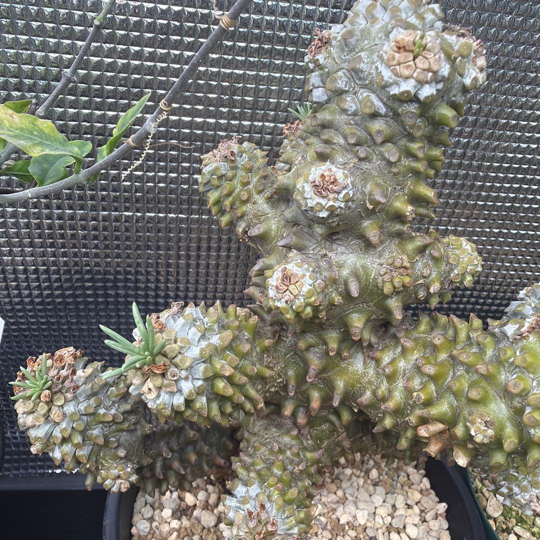 J*m様 チレコドン ワリチー