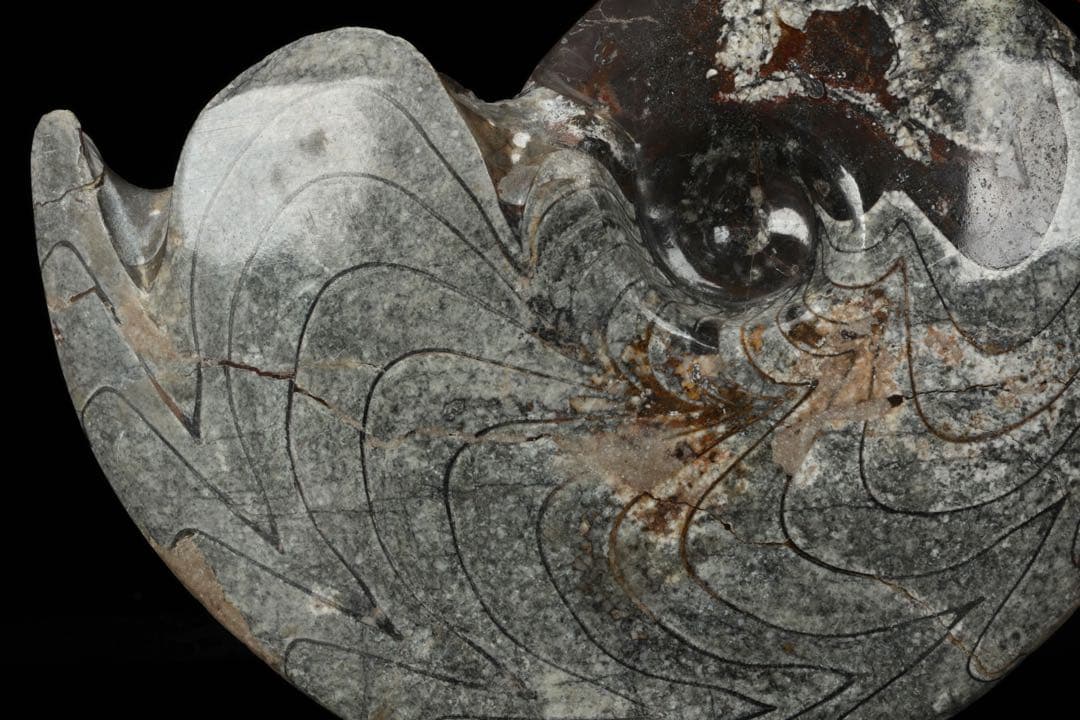 天然アンモナイト化石 重量2.8kg 古生物標本 化石標本 古代海洋生物 鑑賞石