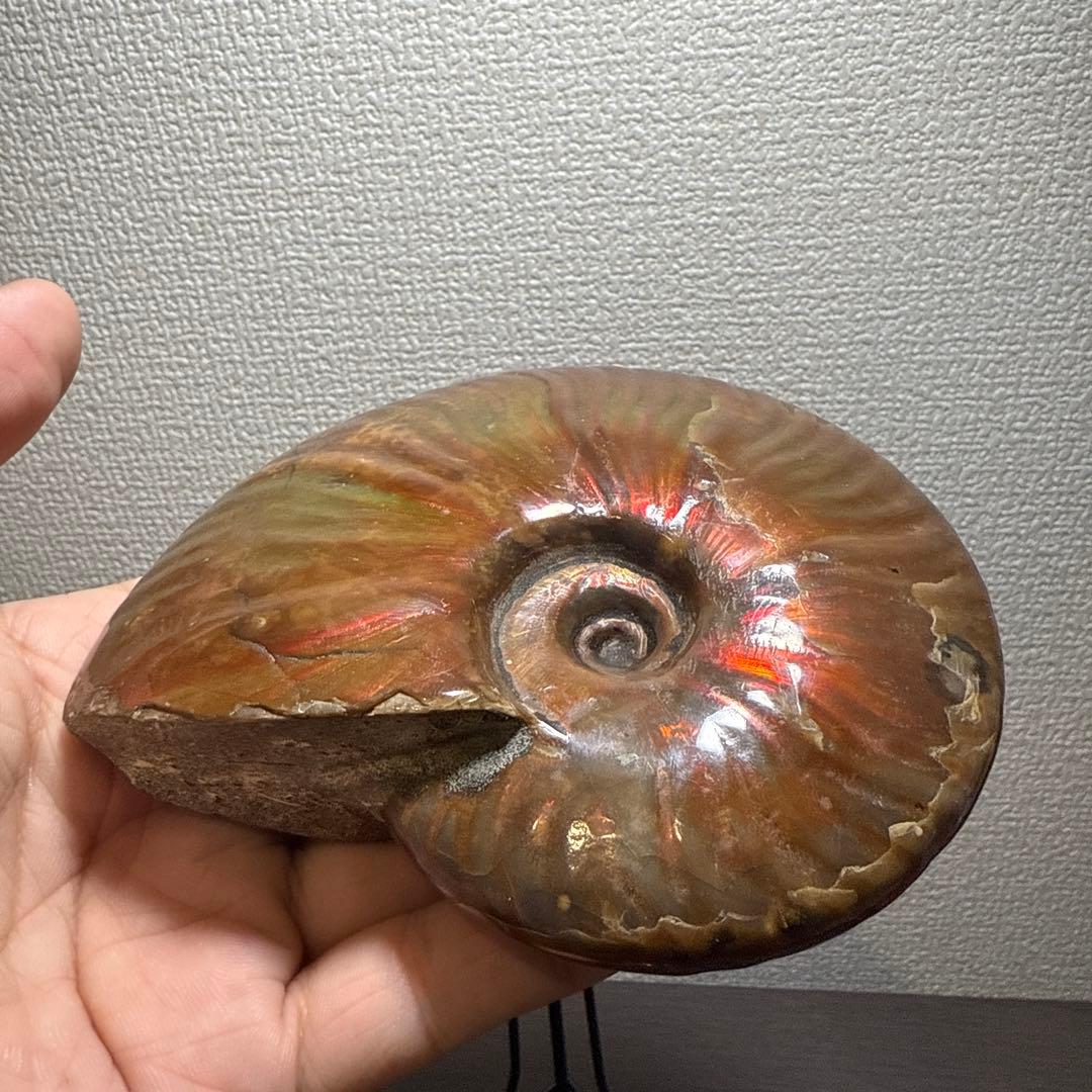 超大天然斑彩螺　アンモナイト化石　繁栄と調和をもたらす風水　虹大量あり　台座付き