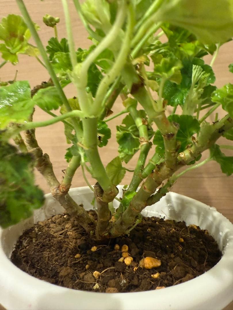 稀少ゼラニウム開花苗