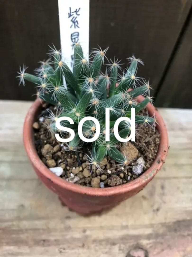 多肉植物 紫晃星♡抜き苗(^○^)