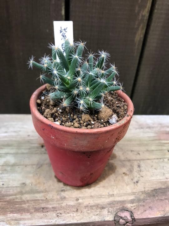 多肉植物 紫晃星♡抜き苗(^○^)