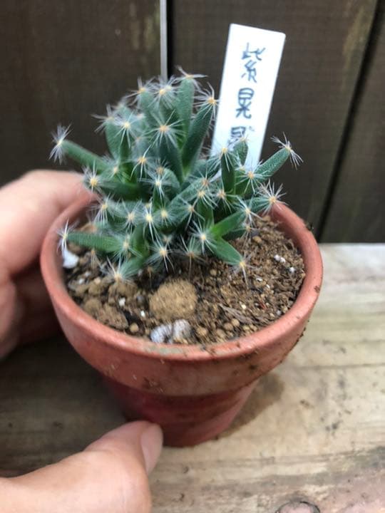 多肉植物 紫晃星♡抜き苗(^○^)