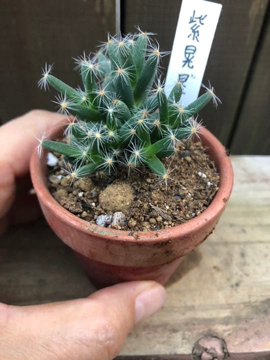 多肉植物 紫晃星♡抜き苗(^○^)