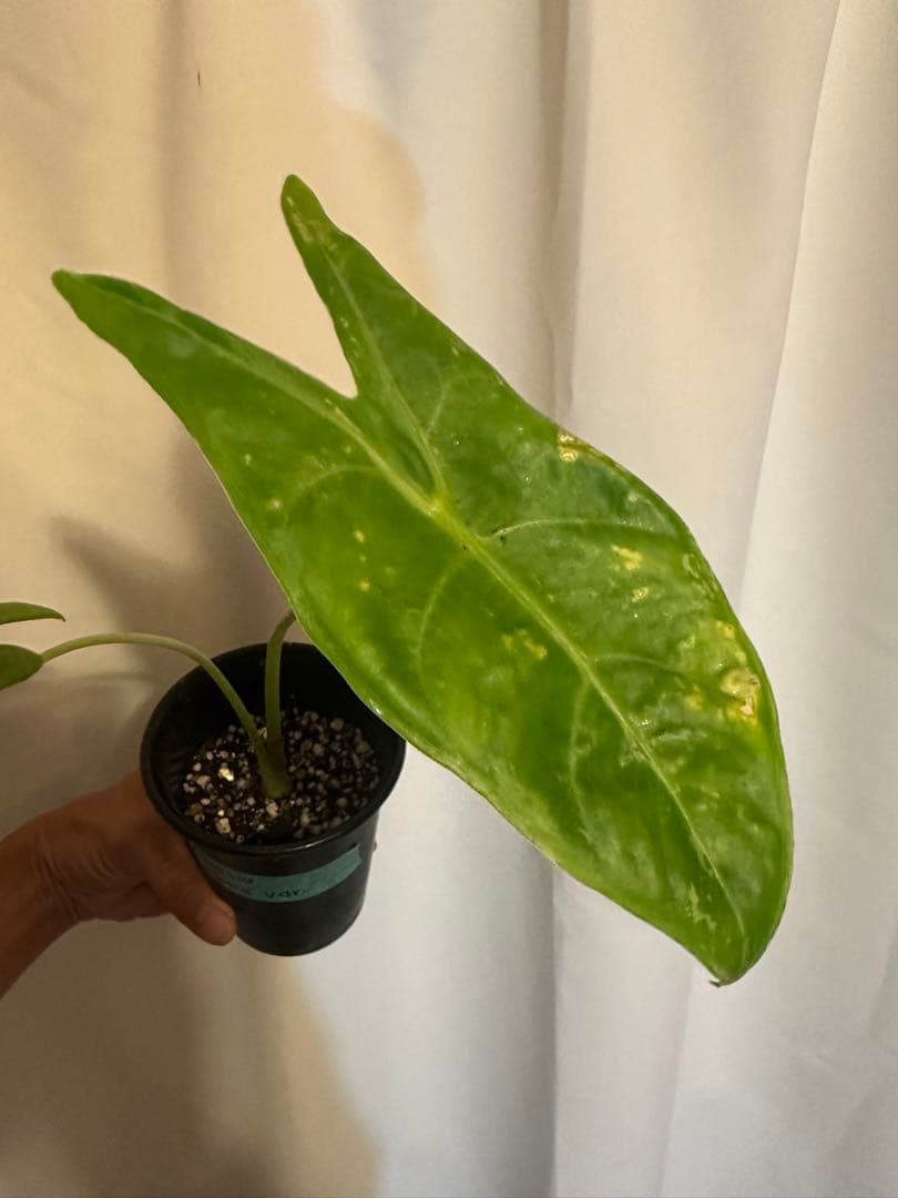 Alocasia longiloba variegated ロンギロバ斑入り