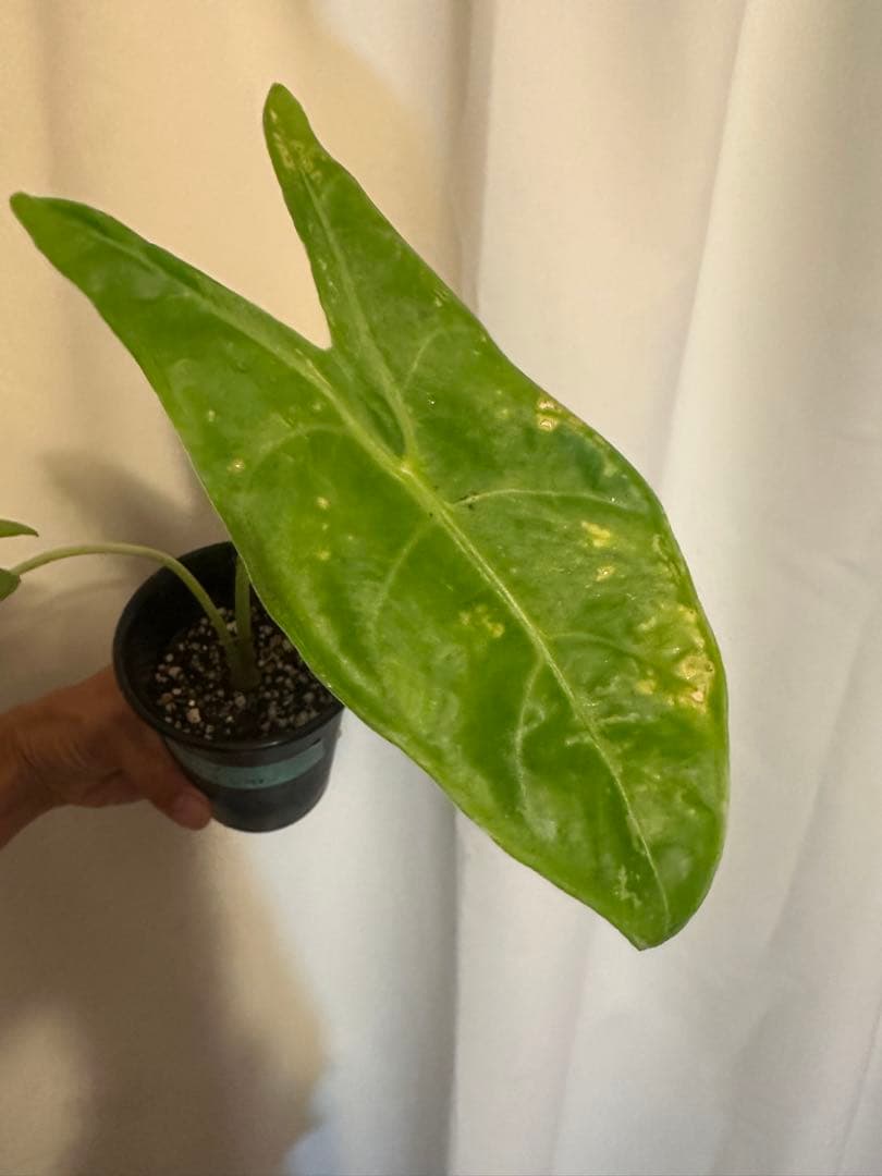 Alocasia longiloba variegated ロンギロバ斑入り
