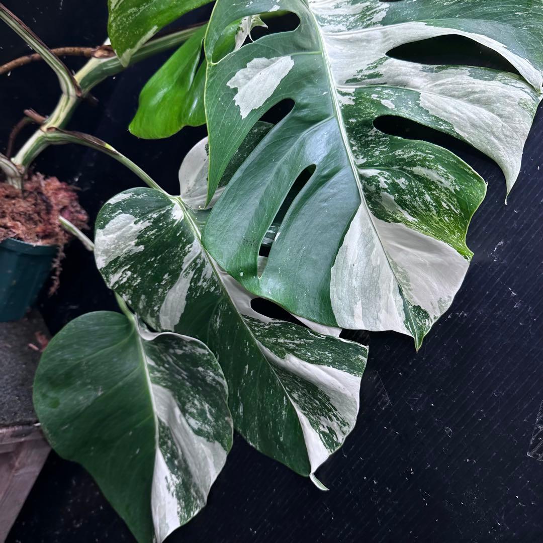 お*め様 斑入りモンステラ ホワイトタイガー極美大株71cm白斑多