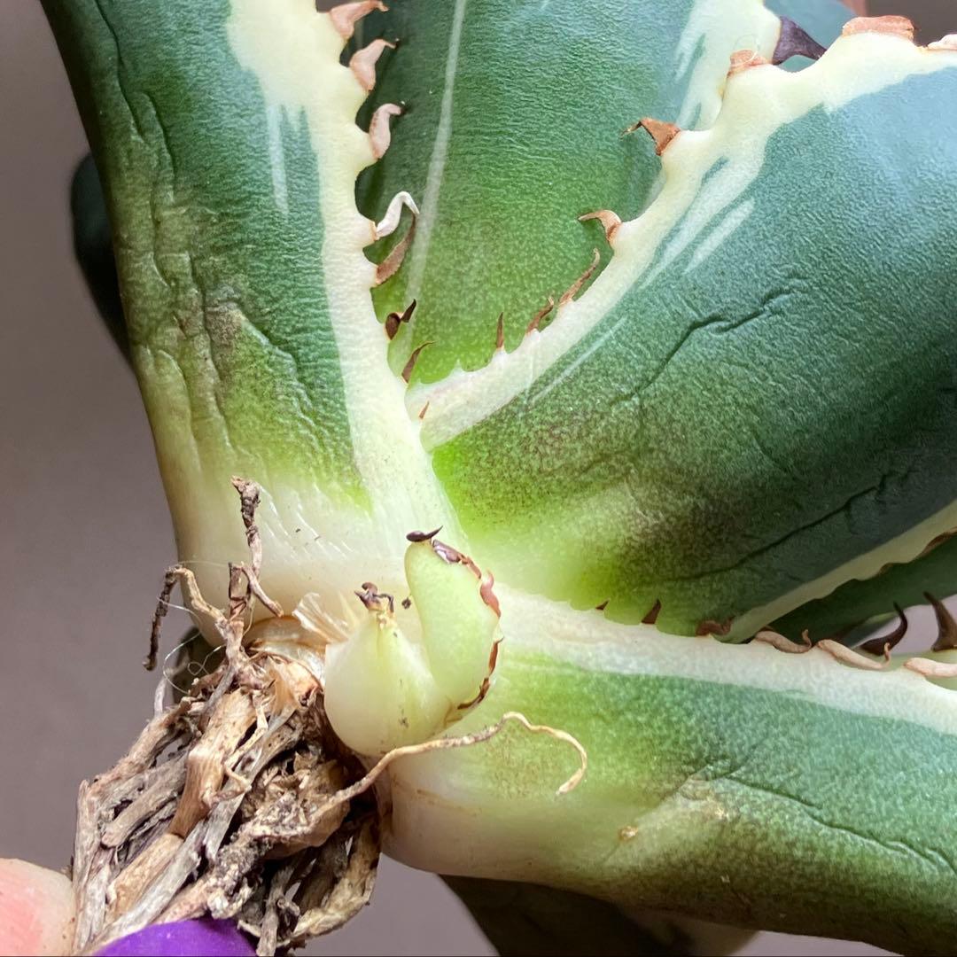 G*n様 【週末オークション】③選抜　子株2つ付き　アガべ　姫厳竜錦　覆輪斑　T