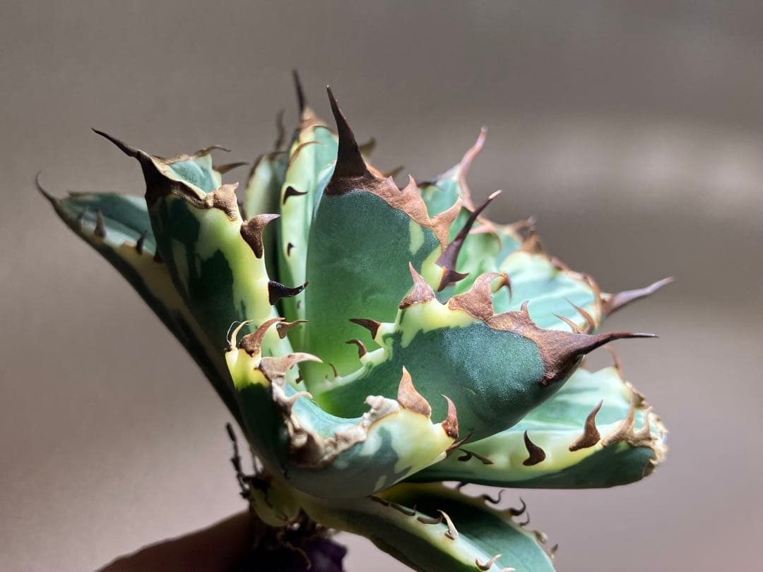 G*n様 【週末オークション】③選抜　子株2つ付き　アガべ　姫厳竜錦　覆輪斑　T