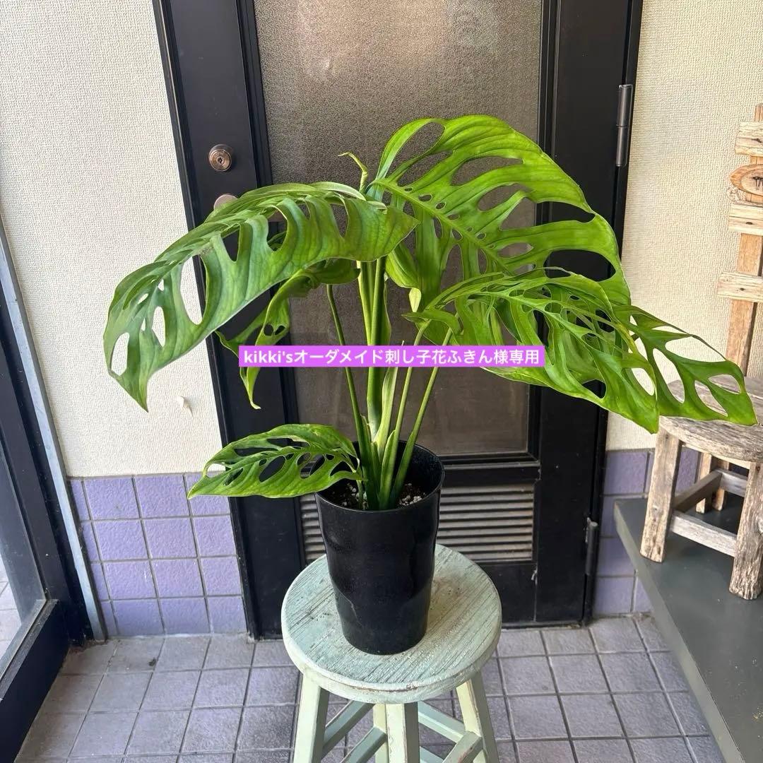 特大サイズ　超希少　希少サイズ　モンステラ　エスケレート　6号寸