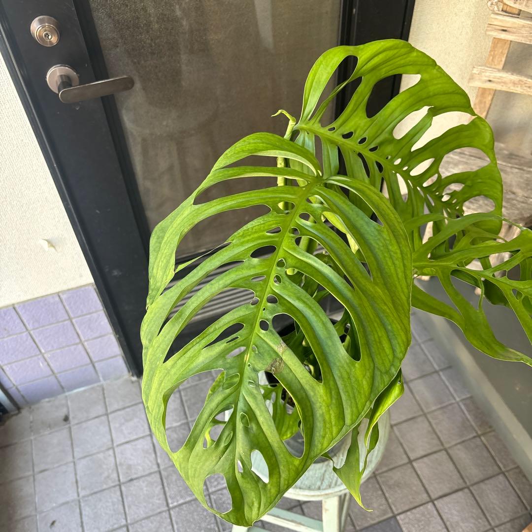 特大サイズ　超希少　希少サイズ　モンステラ　エスケレート　6号寸