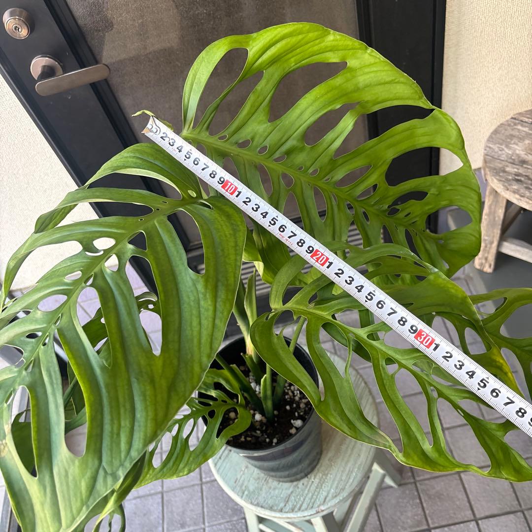 特大サイズ　超希少　希少サイズ　モンステラ　エスケレート　6号寸